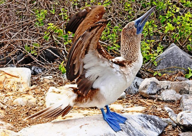 Blue-footed Booby on Espanola Island Galapagos Ecuador - photo zoe dawes
