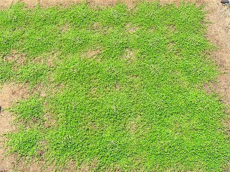 クラピアの育て方 盛岡 緑の温もりを感じる庭づくり 北限のクラピア 楽天ブログ
