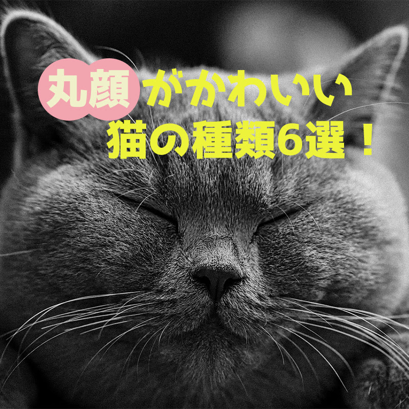 丸顔がかわいい猫の種類6選 猫の性格は顔の形で変わるって本当