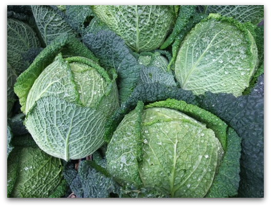 All about Savoy Cabbage
