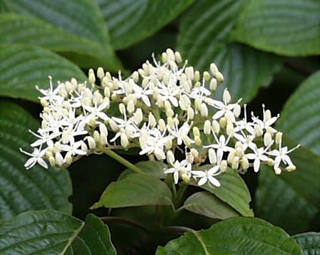 ミズキ 水木 花言葉しらべ