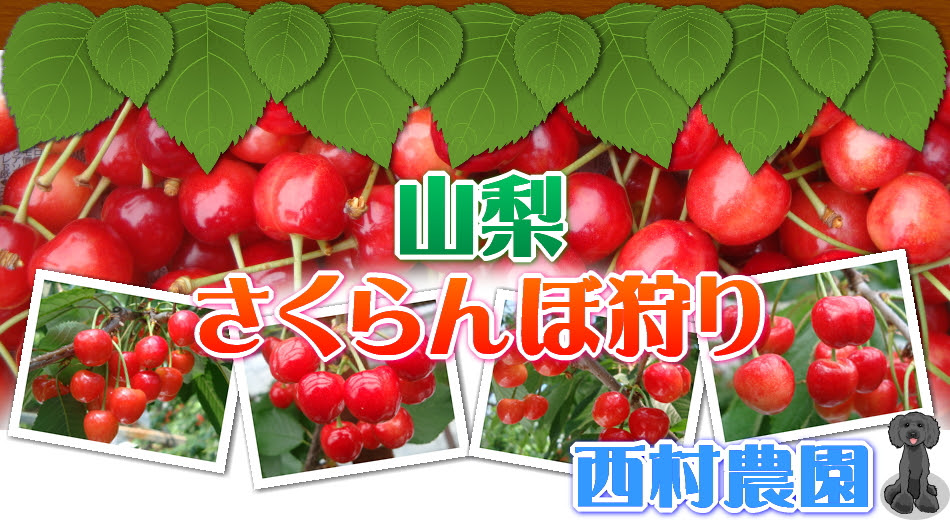 さくらんぼ狩りで山梨の果物の魅力を感じる 西村農園