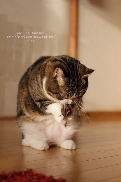 ハム猫 ニコ