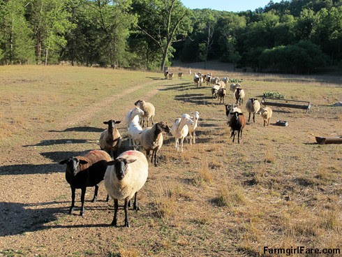 (22-1) Hopeful flock, led by Cary, looking for treats in the front field - FarmgirlFare.com