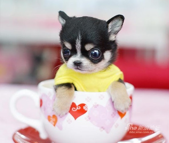非常にかわいい子犬 China Org Cn