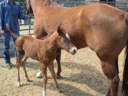 Aqha Halter Horses. AQHA Halter Baby by Im