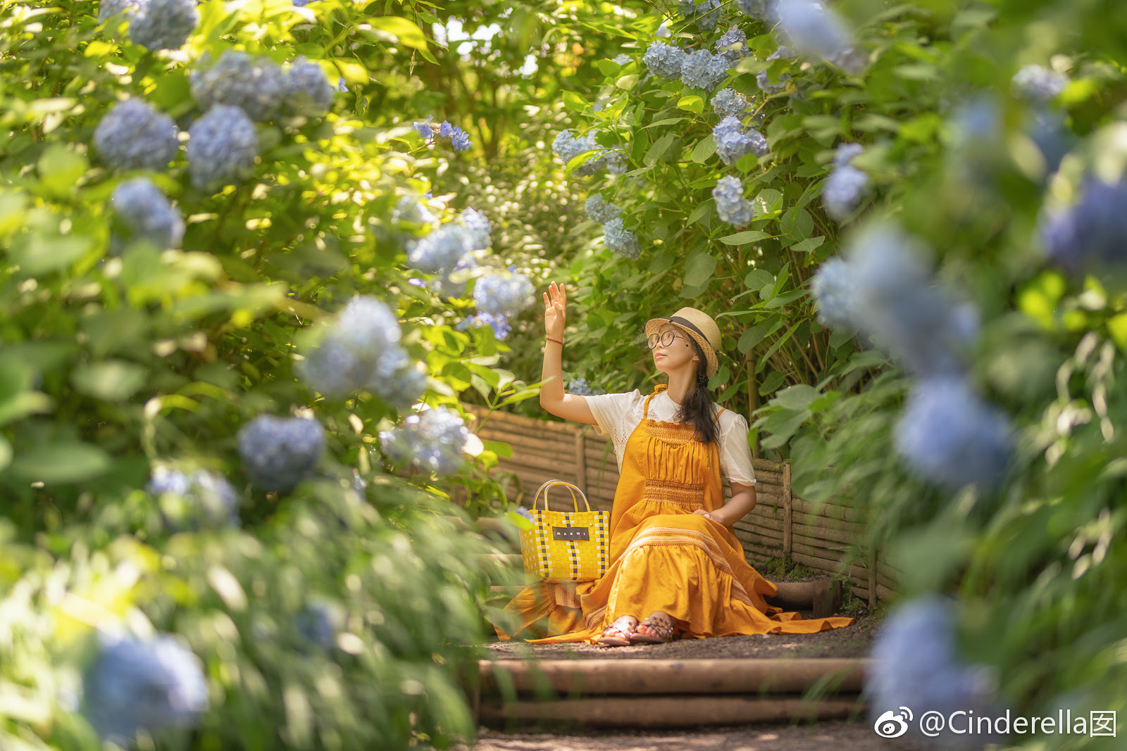 镰仓明月院的紫阳花已经剪定 意思就是大部分都剪光了 明月院 镰仓 紫阳花 新浪新闻