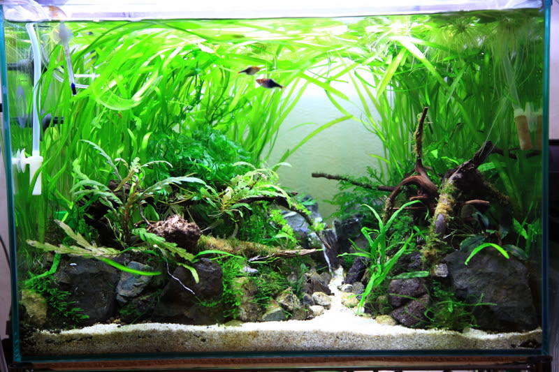 陰性水草水槽10 North Aqua Diary