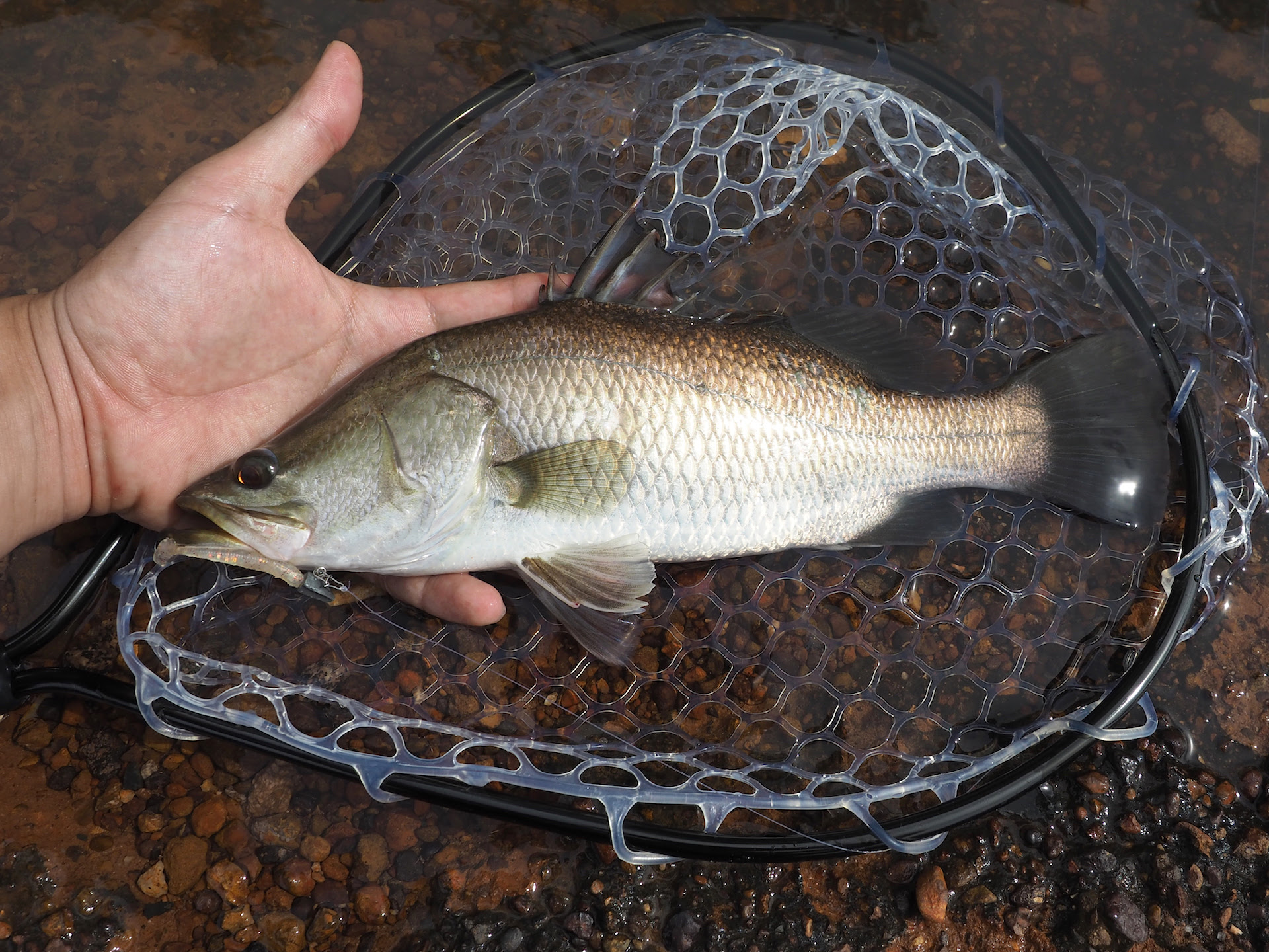 18年 印象的だった魚との出会い総まとめ