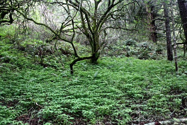 False Solomons seal under BUCKEYE