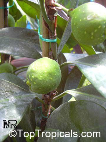 Ficus macrophylla, Ficus macrocarpa, Ficus magnolioides, Moreton Bay 