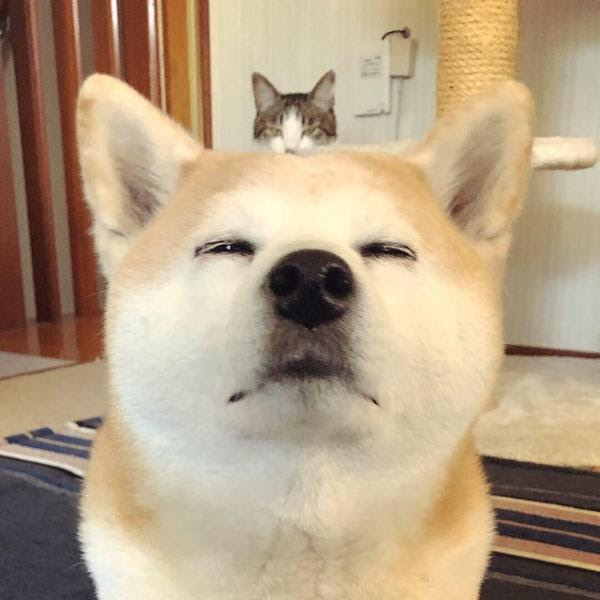 ねえ キスして 犬へのボケ ボケて Bokete