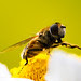Syrphidae vasker seg