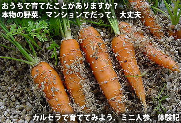 キッチンガーデン ベランダ家庭菜園 ミニにんじん編