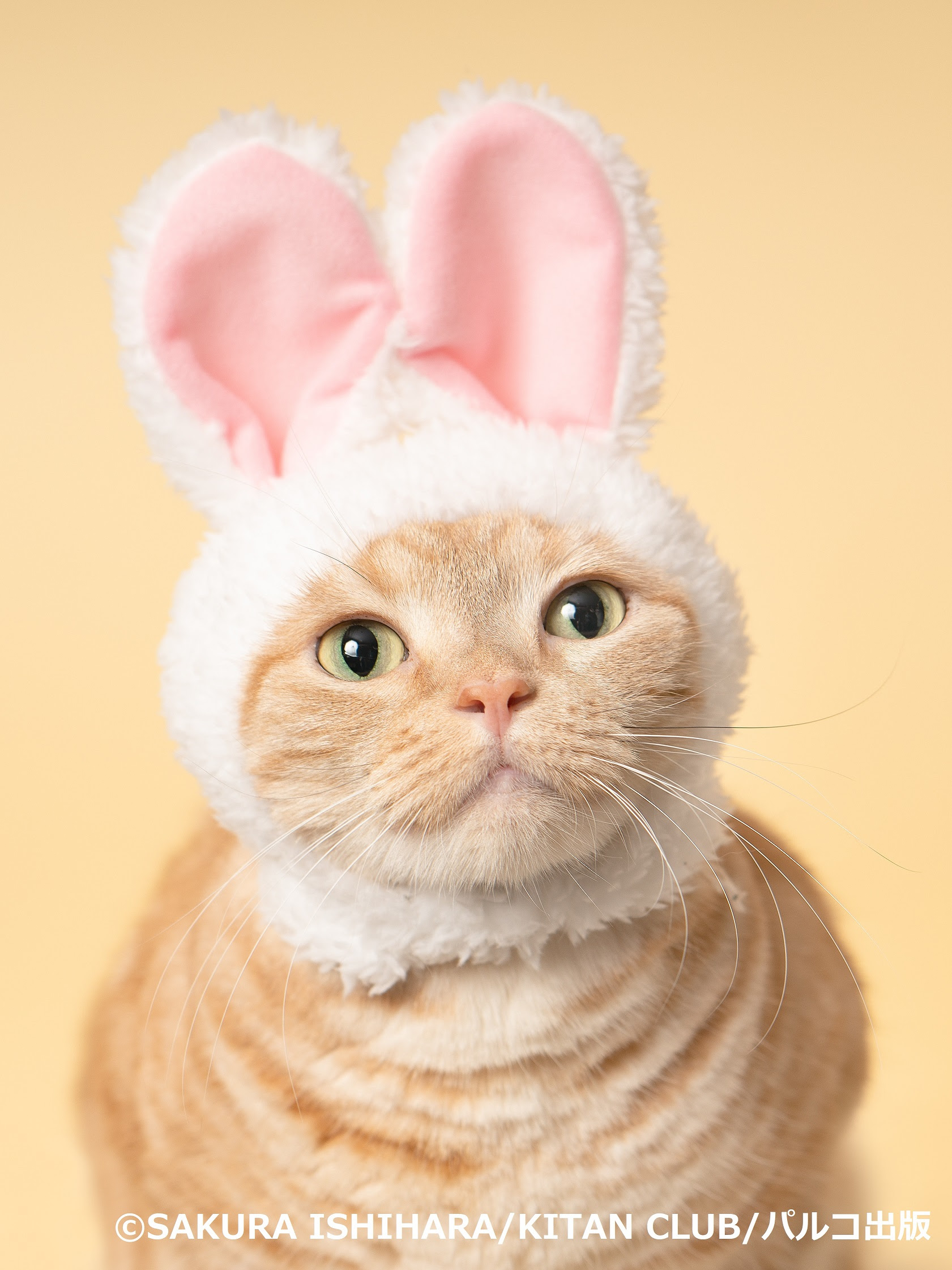 ニヤニヤが止まらない ねこ好き必見 ねこがかわいいだけ展 展覧会情報 和樂web 日本文化の入り口マガジン