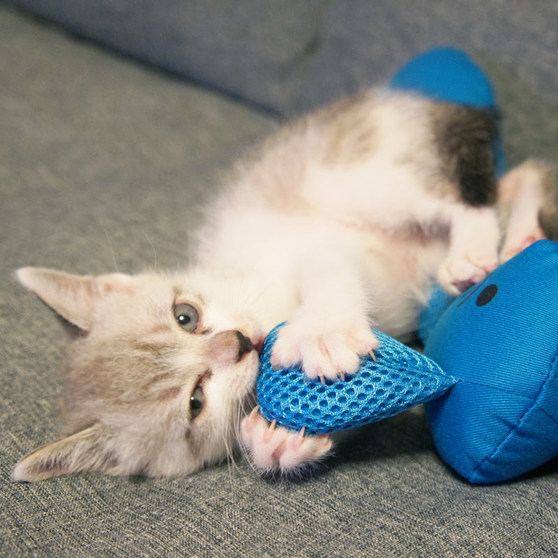 猫の噛み癖の理由と直し方 噛まれた時の対応について