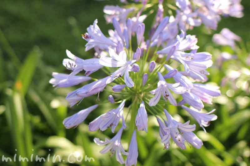 アガパンサスの花言葉 名前の由来 花の写真 紫君子蘭 みみみんブログ