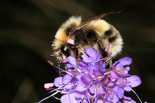 Bombus lucorum 22339