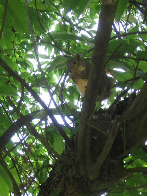 squirrel1
