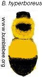 Bombus hyperboreus
