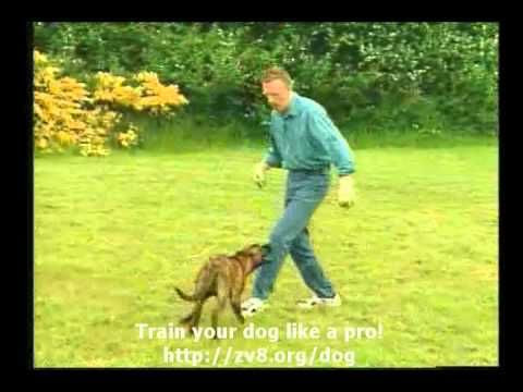 how to train a puppy to stop jumping | Online Dog Trainer
