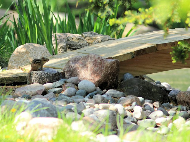 Chipmunk in Japanese Garden COREL 20130514