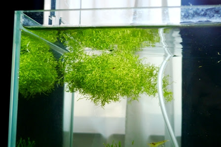 水草救出 45f 水深16cmの水草水槽