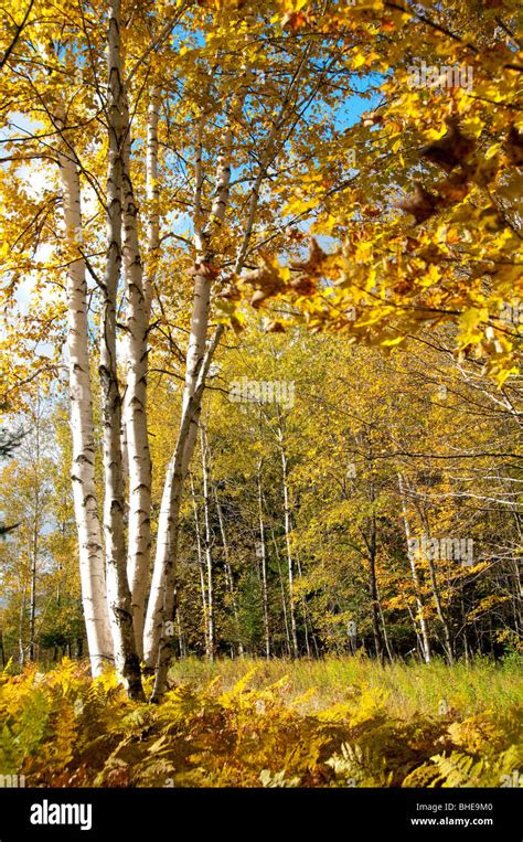 Check out the united colors of benetton 2021 collection for women, men, boys, girls and baby. White birch tree in fall colors with ferns surrounding and