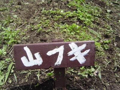 ふき ふきのとう 山菜きのこ直売所 ちいくろ