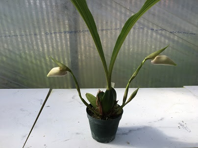 写真で知る栽培のポイント