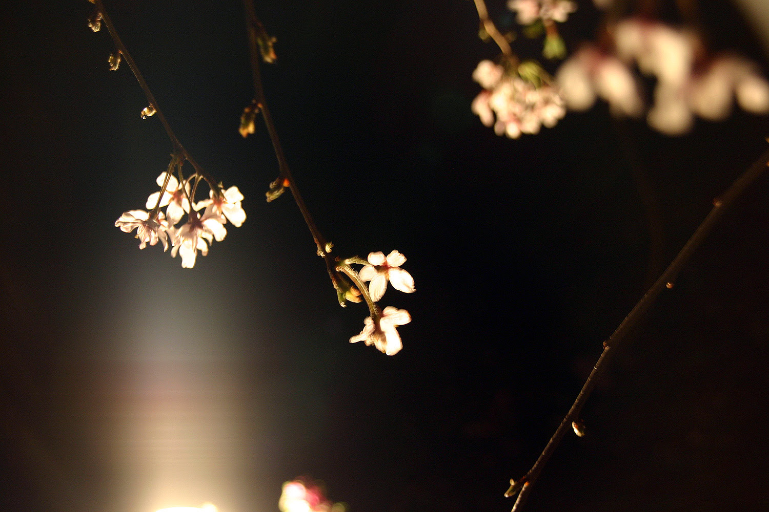 妙法寺 しだれ桜