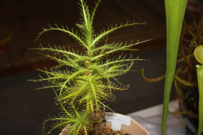 知多半島阿久比町 福住園芸 観葉植物 花 苗 種 用品販売 カルチャー教室とレンタルスペース イベントレポート