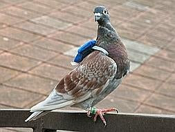 ¿Quién es la jefa en una bandada de palomas?