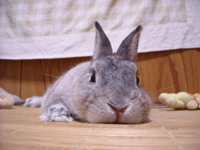 うさぎはトイレを覚える 正しいしつけの仕方とオススメグッズをご紹介