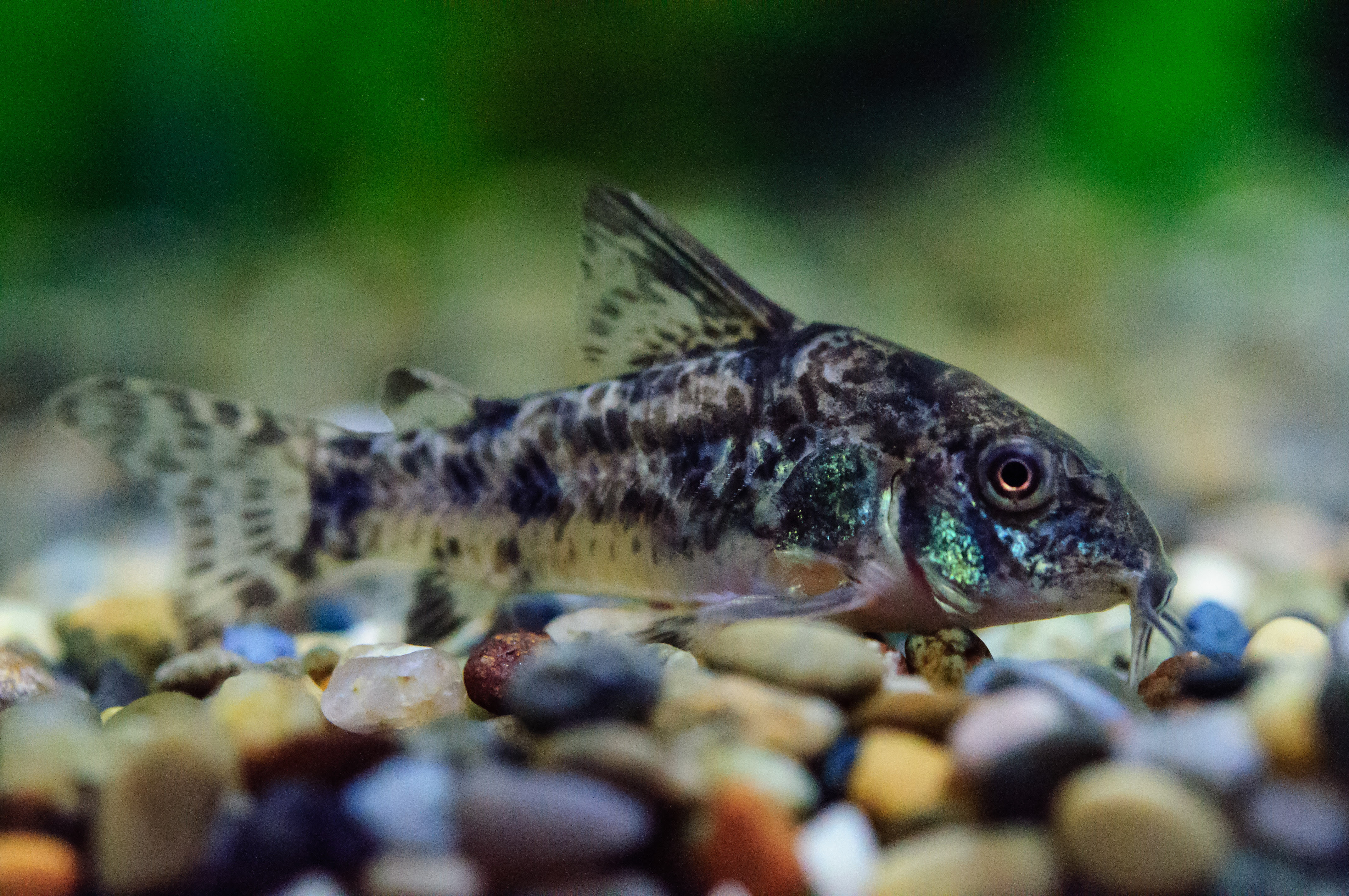 コリドラス パレアタス導入 風山石 アヌビアスナナ設置 Freetimes