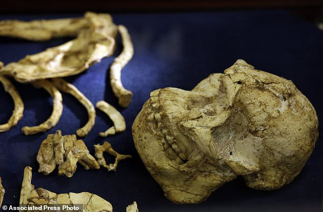 http://www.dailymail.co.uk/wires/ap/article-5151865/Rare-skeleton-shown-human-ancestor-3-6-million-years-old.html