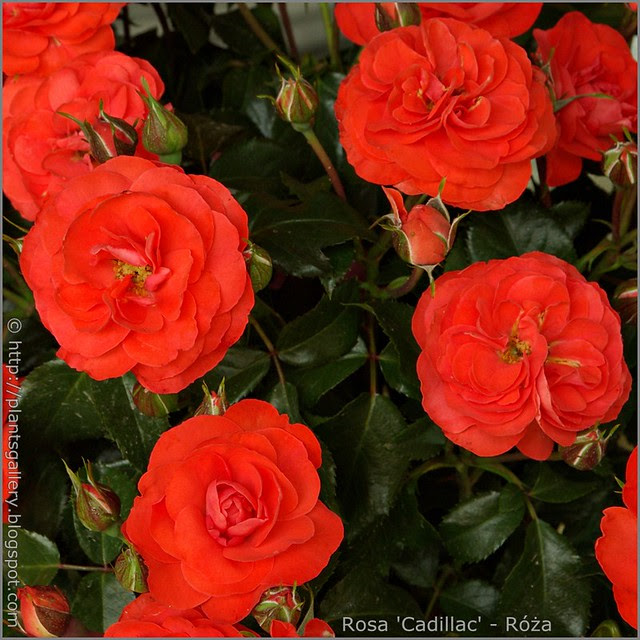 Rosa 'Cadillac' - Róża 'Cadillac'