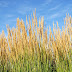 Reed Grass Landscaping / Let these backyard ideas motivate you to create your own beautiful garden or front lawn.