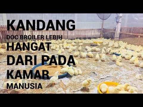 Komponen Cara Membuat Kandang Yg Hangat Untuk Doc Broiler, Terupdate!