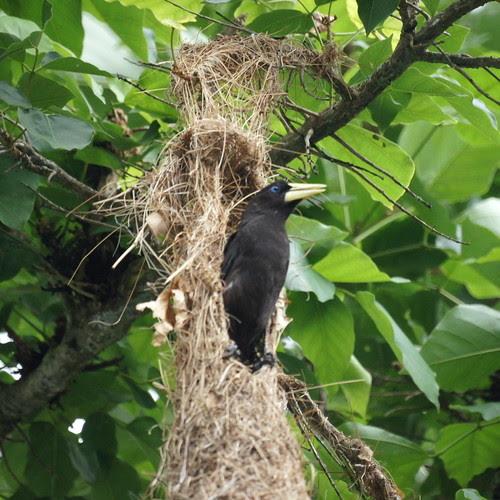 Oropendola