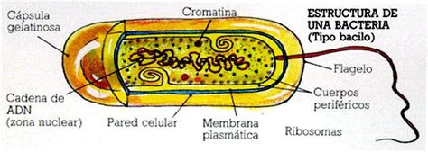 microbiologia bacterias