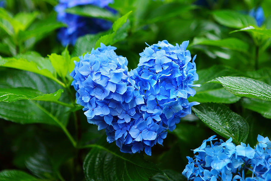 三室戸寺 紫陽花