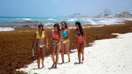 Mexico Caribbean Seaweed Invasion