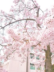 Info Terpopuler Wallpaper Kawaii Sakura Flower, Trend Terbaru!