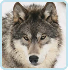 wolf03