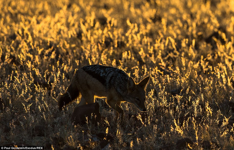 Roaming in the sunset, a jackal heads off to find the rest of its pack