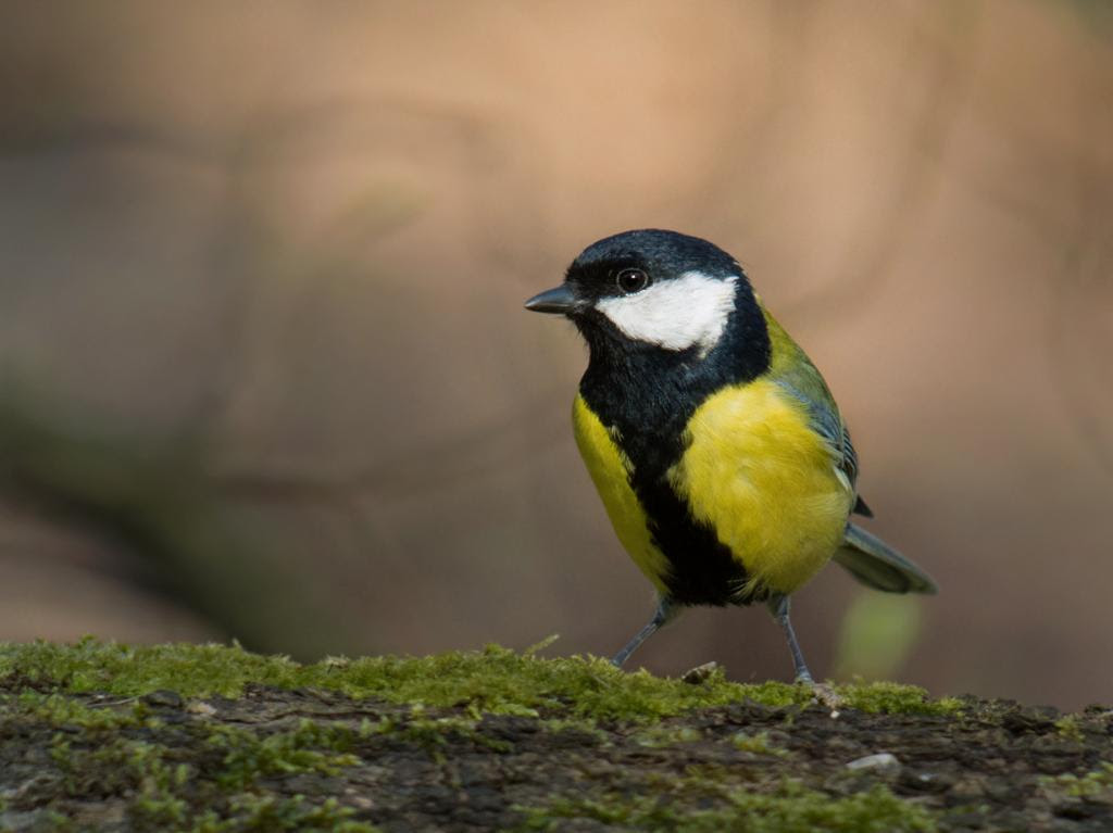 Tit.  (Frank Vassen)