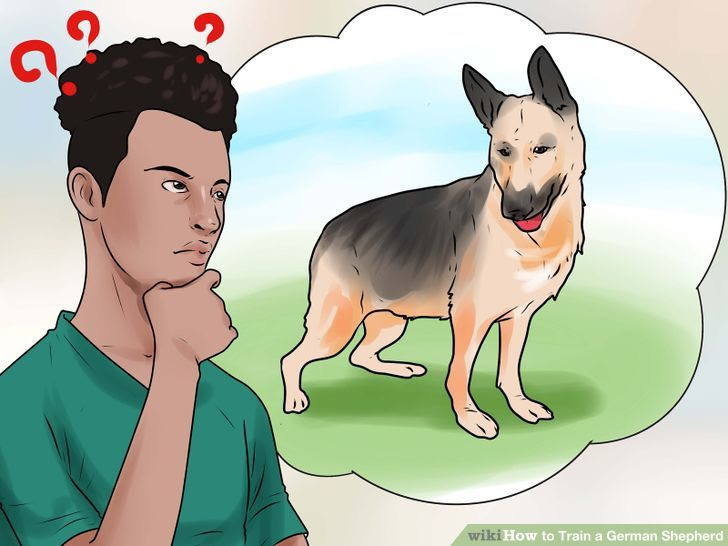 Train a German Shepherd Step 16.jpg