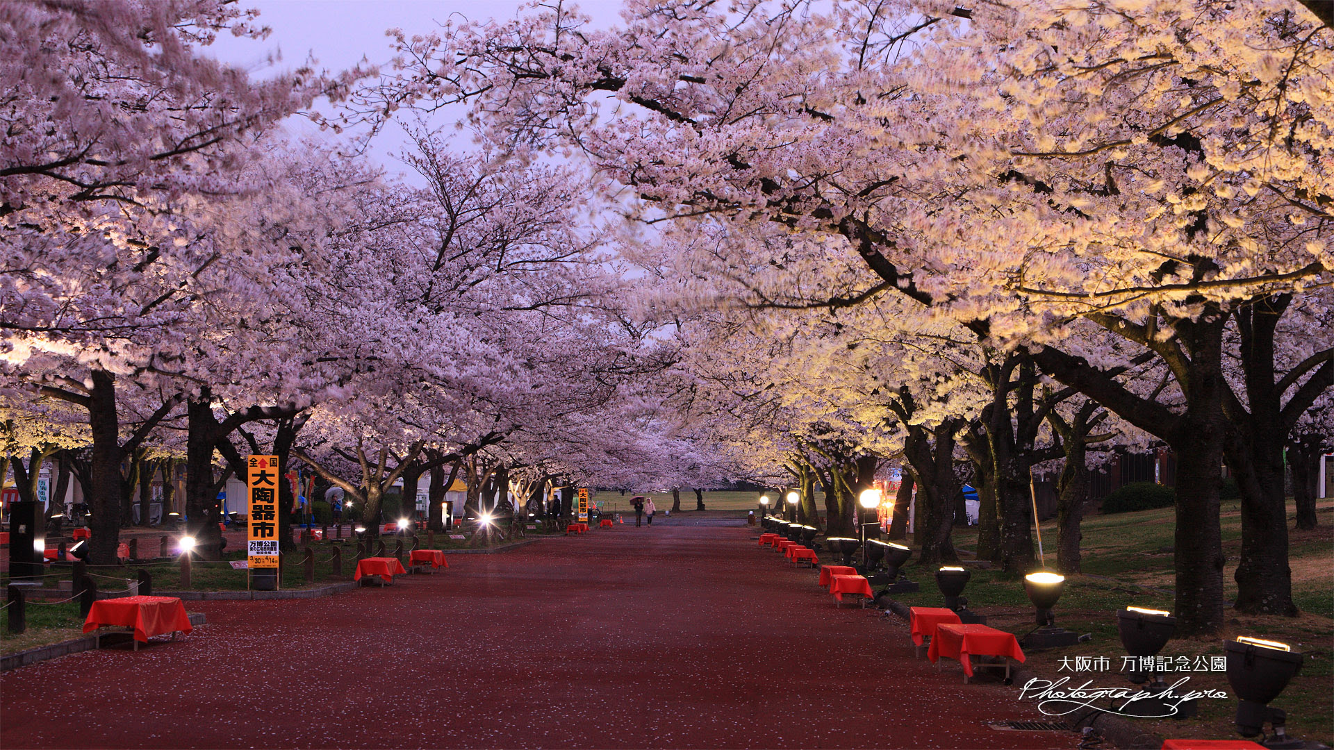 万博記念公園の桜 東大路桜並木 の壁紙 19x1080