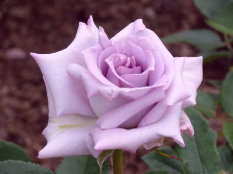 ブルームーンの花言葉 最初は寂しい意味をもっていた チャンプルー